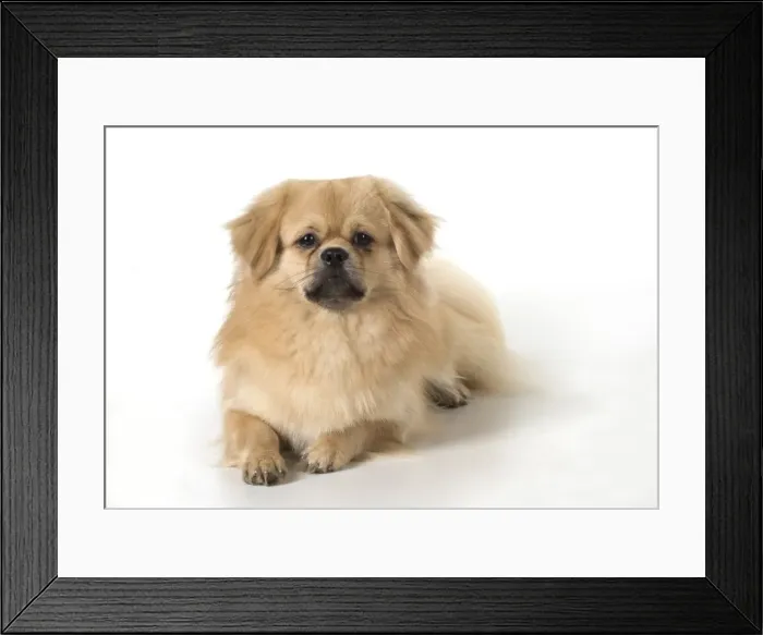 Framed Print : Picture No. 11982302 Framed Print : Picture No. 11982302