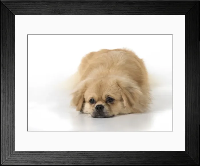 Framed Print : Picture No. 11982303 Framed Print : Picture No. 11982303