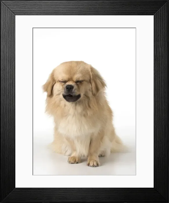 Framed Print : Picture No. 11982304