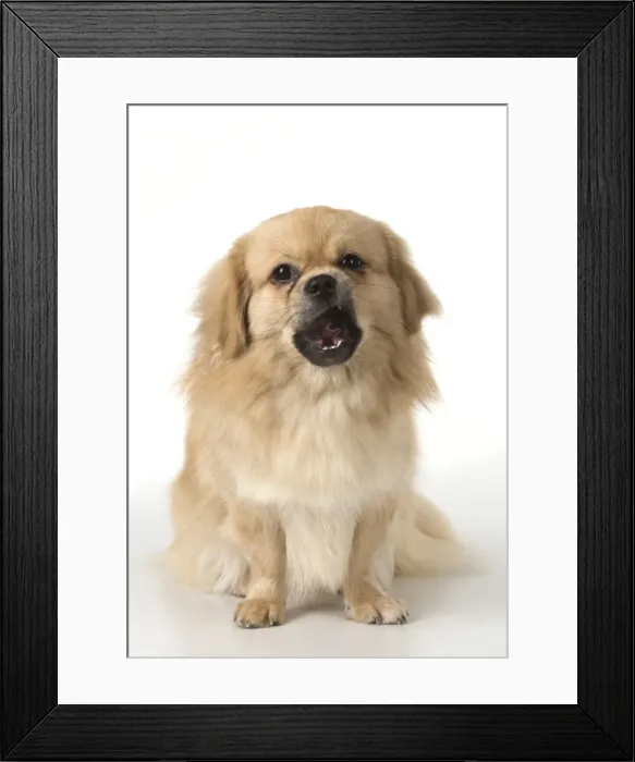 Framed Print : Picture No. 11982305