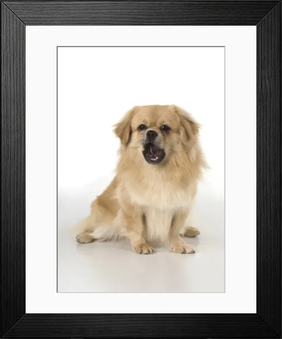 Framed Print : Picture No. 11982306