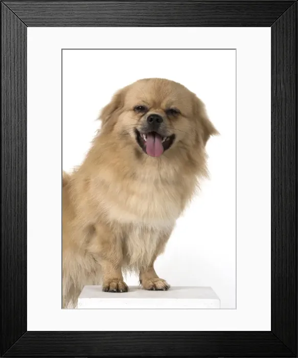 Framed Print : Picture No. 11982307