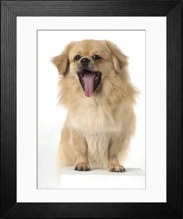 Framed Print : Picture No. 11982308 Framed Print : Picture No. 11982308