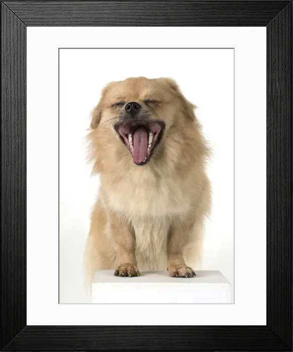 Framed Print : Picture No. 11982310 Framed Print : Picture No. 11982310