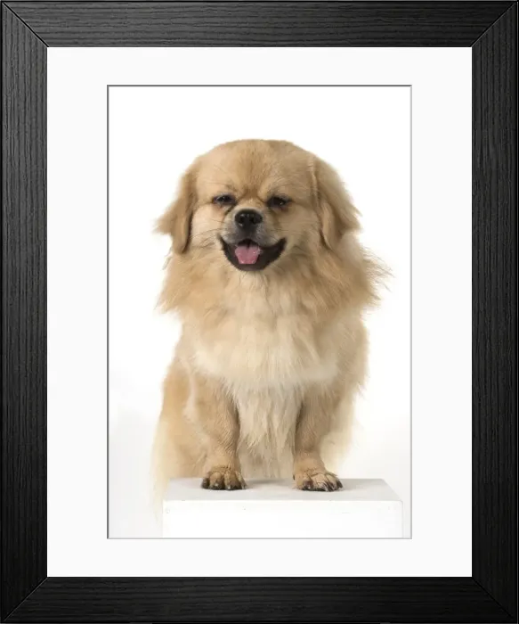 Framed Print : Picture No. 11982311 Framed Print : Picture No. 11982311