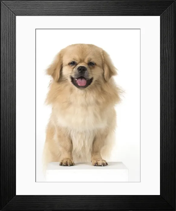 Framed Print : Picture No. 11982312 Framed Print : Picture No. 11982312