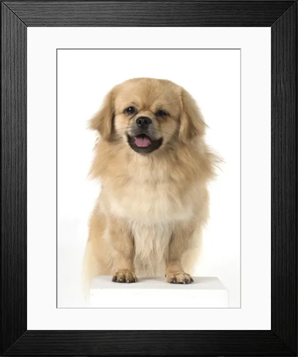 Framed Print : Picture No. 11982313