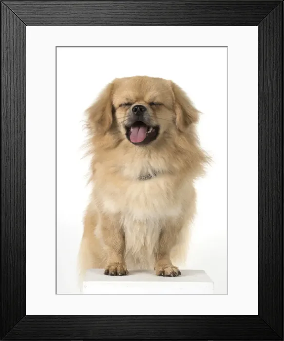 Framed Print : Picture No. 11982314 Framed Print : Picture No. 11982314