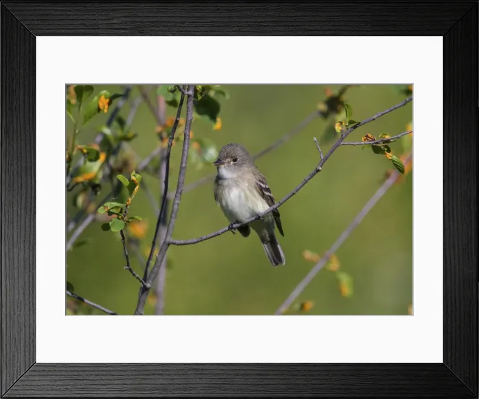 Framed Print : Picture No. 11980657 Framed Print : Picture No. 11980657