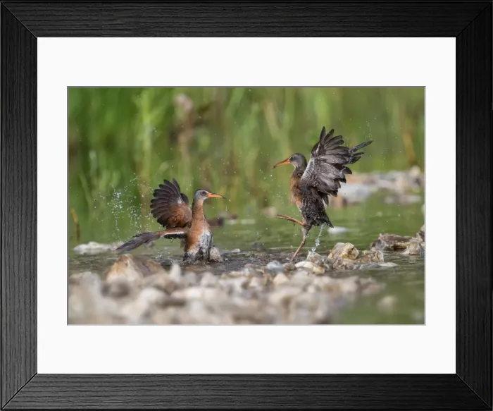 Framed Print : Picture No. 11980658 Framed Print : Picture No. 11980658