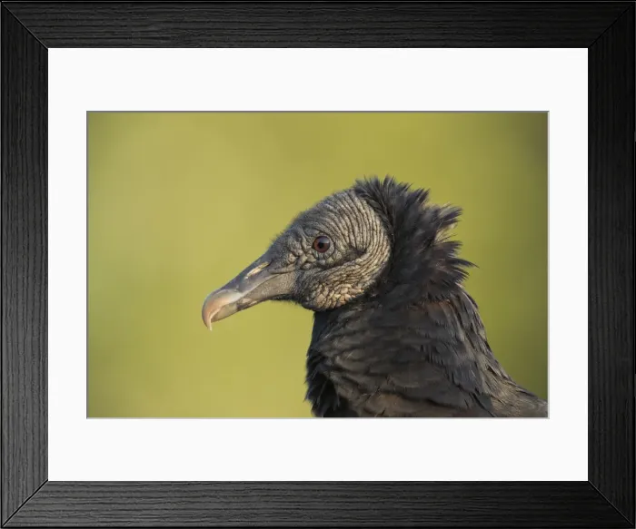 Framed Print : Picture No. 11980659 Framed Print : Picture No. 11980659