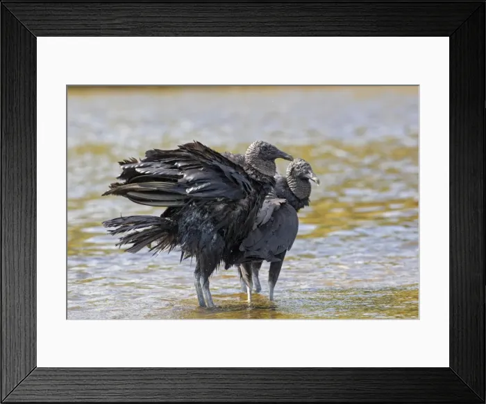 Framed Print : Picture No. 11980660 Framed Print : Picture No. 11980660
