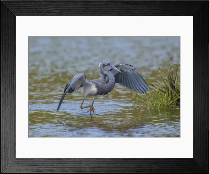 Framed Print : Picture No. 11980661 Framed Print : Picture No. 11980661