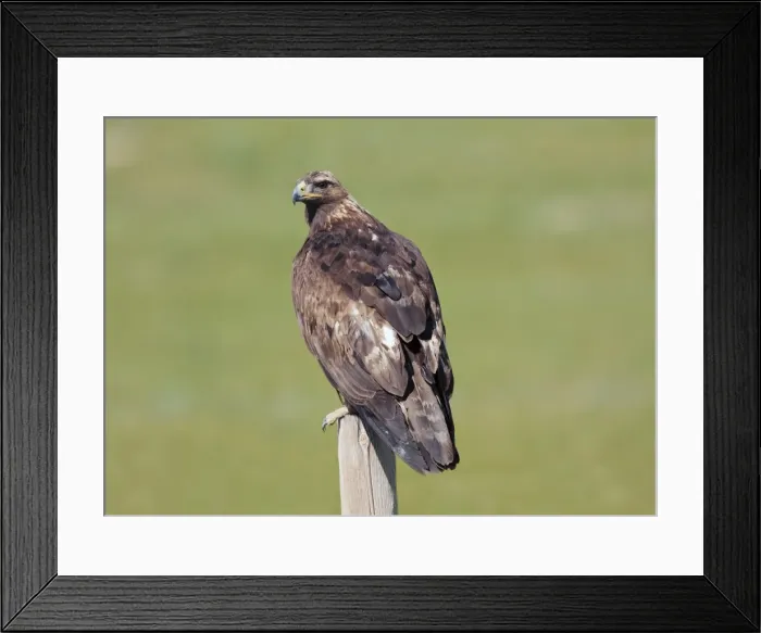 Framed Print : Picture No. 11980662 Framed Print : Picture No. 11980662