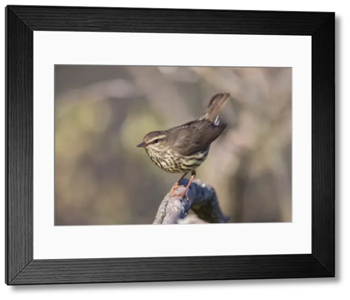 Framed Print : Picture No. 11980663 Framed Print : Picture No. 11980663