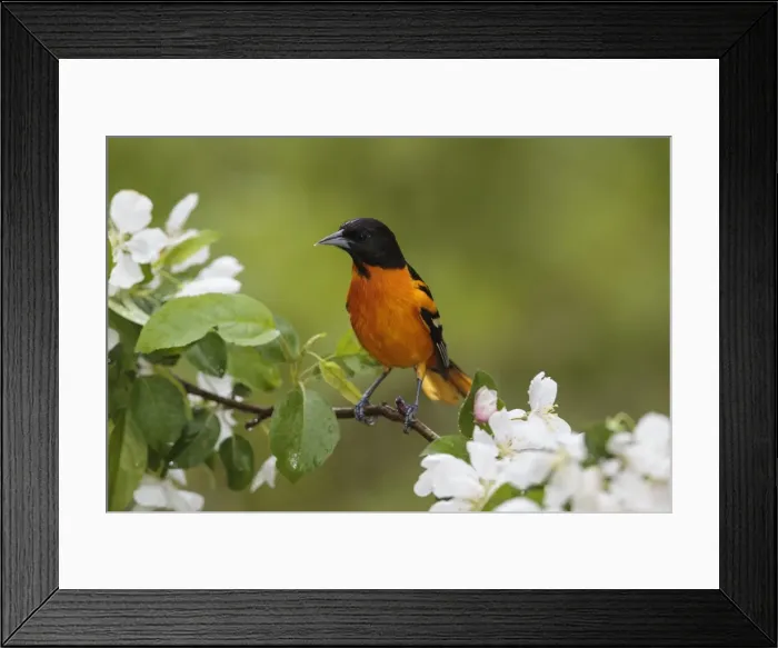 Framed Print : Picture No. 11980664
