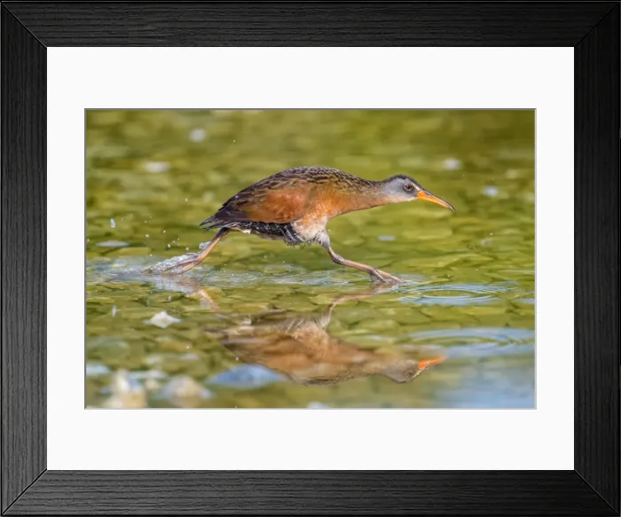 Framed Print : Picture No. 11980666 Framed Print : Picture No. 11980666