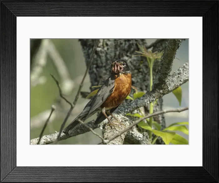 Framed Print : Picture No. 11980667 Framed Print : Picture No. 11980667