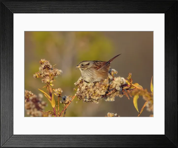 Framed Print : Picture No. 11980668 Framed Print : Picture No. 11980668