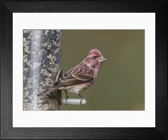 Framed Print : Picture No. 11980669 Framed Print : Picture No. 11980669