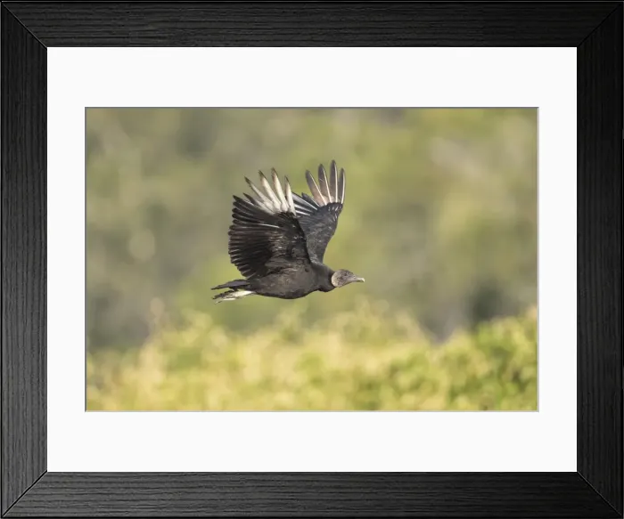 Framed Print : Picture No. 11980670
