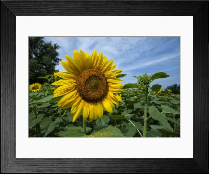 Framed Print : Picture No. 11980673 Framed Print : Picture No. 11980673
