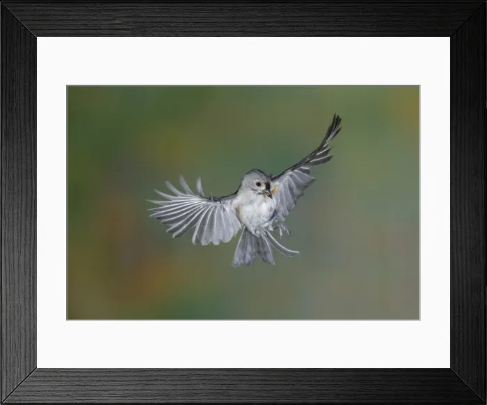 Framed Print : Picture No. 11980674