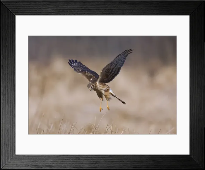 Framed Print : Picture No. 11980675 Framed Print : Picture No. 11980675