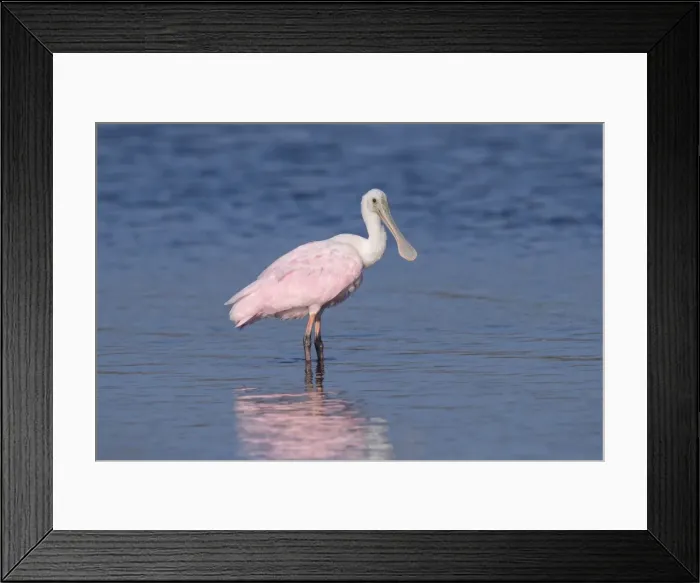 Framed Print : Picture No. 11980676