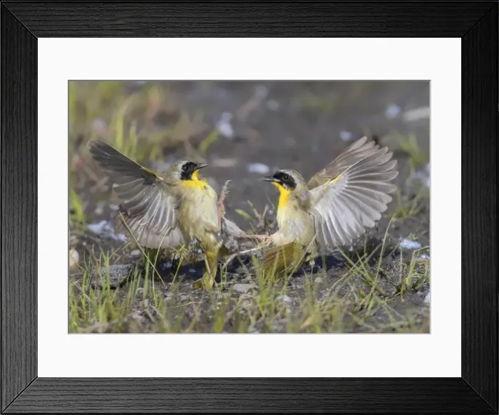 Framed Print : Picture No. 11980677 Framed Print : Picture No. 11980677