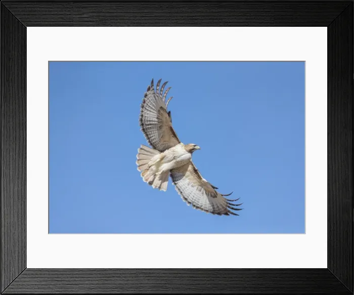 Framed Print : Picture No. 11980678 Framed Print : Picture No. 11980678