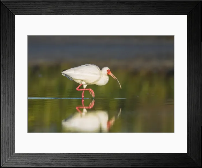 Framed Print : Picture No. 11980679 Framed Print : Picture No. 11980679