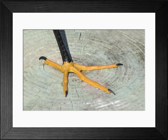 Framed Print : Picture No. 11980680 Framed Print : Picture No. 11980680