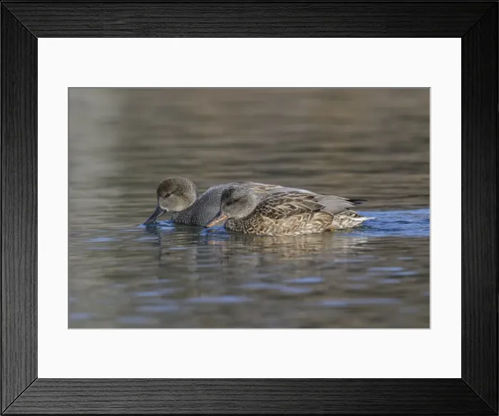 Framed Print : Picture No. 11980681 Framed Print : Picture No. 11980681