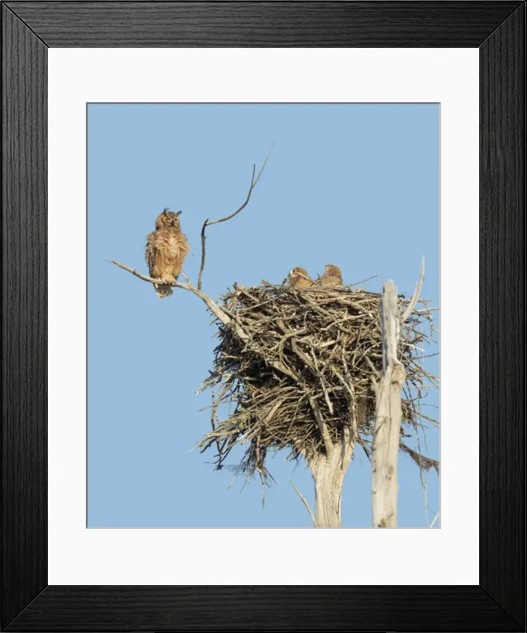 Framed Print : Picture No. 11980682 Framed Print : Picture No. 11980682