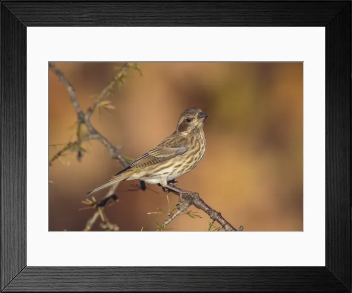 Framed Print : Picture No. 11980683 Framed Print : Picture No. 11980683