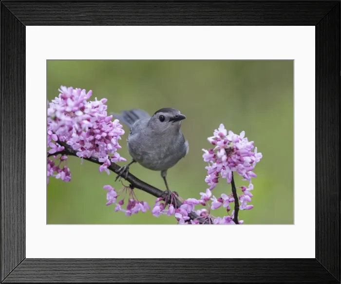 Framed Print : Picture No. 11980687 Framed Print : Picture No. 11980687