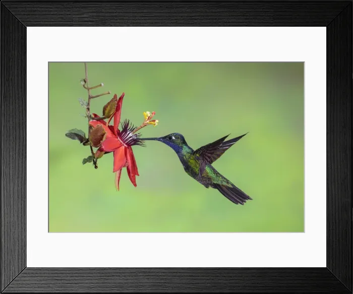 Framed Print : Picture No. 11980688 Framed Print : Picture No. 11980688
