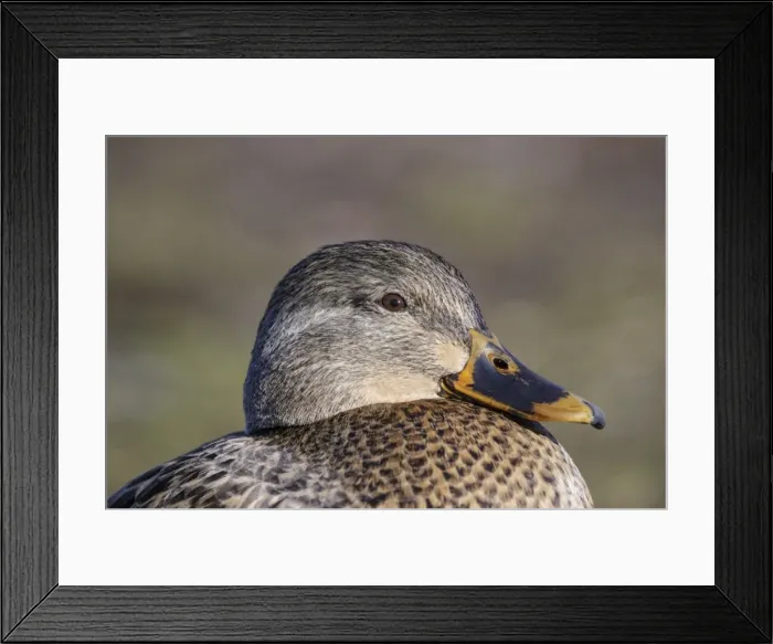 Framed Print : Picture No. 11980689 Framed Print : Picture No. 11980689