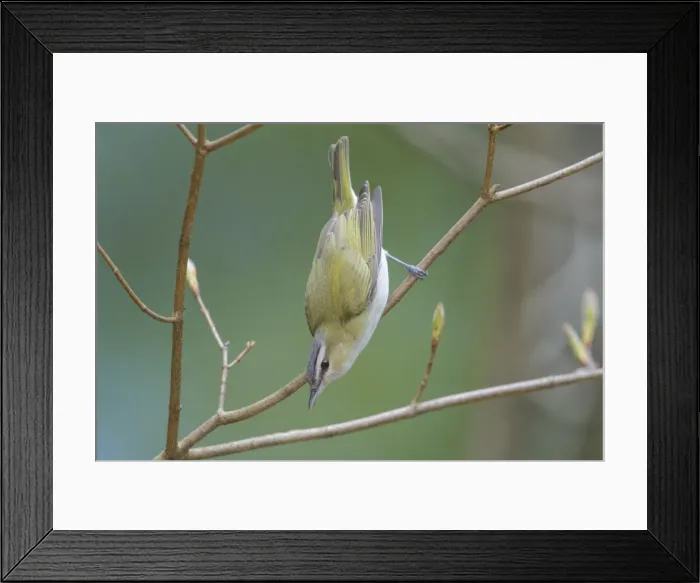 Framed Print : Picture No. 11980691 Framed Print : Picture No. 11980691