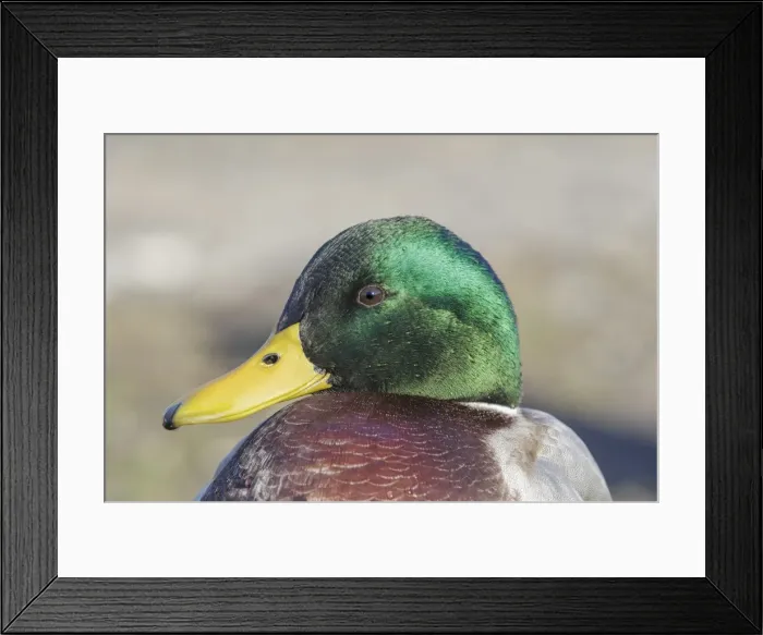 Framed Print : Picture No. 11980693 Framed Print : Picture No. 11980693