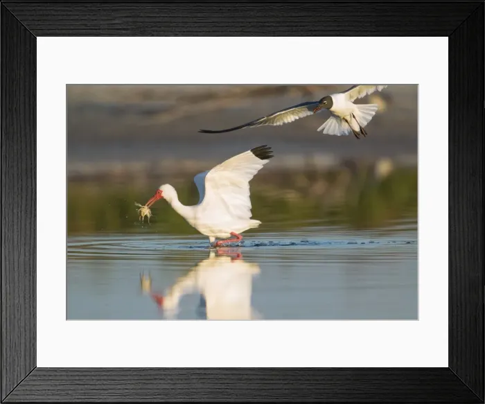 Framed Print : Picture No. 11980694 Framed Print : Picture No. 11980694