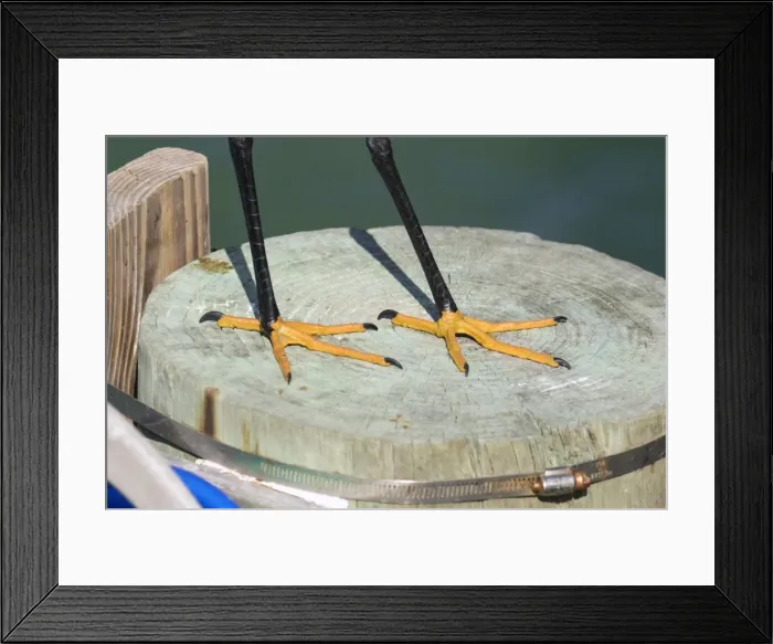 Framed Print : Picture No. 11980695 Framed Print : Picture No. 11980695