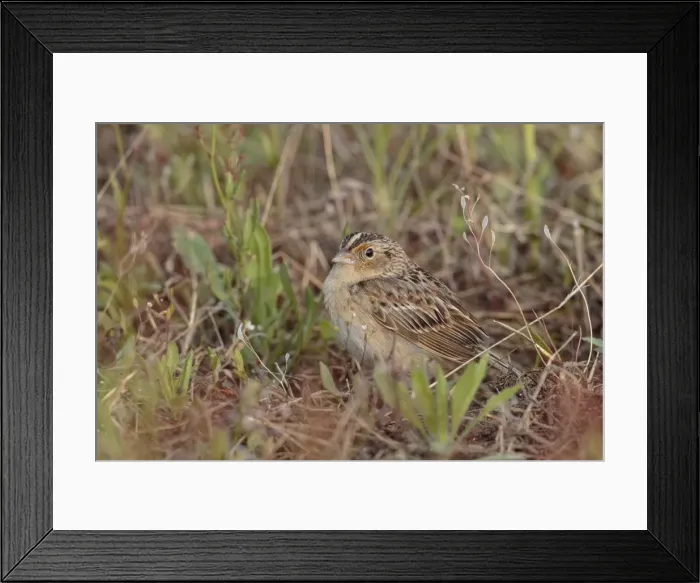 Framed Print : Picture No. 11980697 Framed Print : Picture No. 11980697