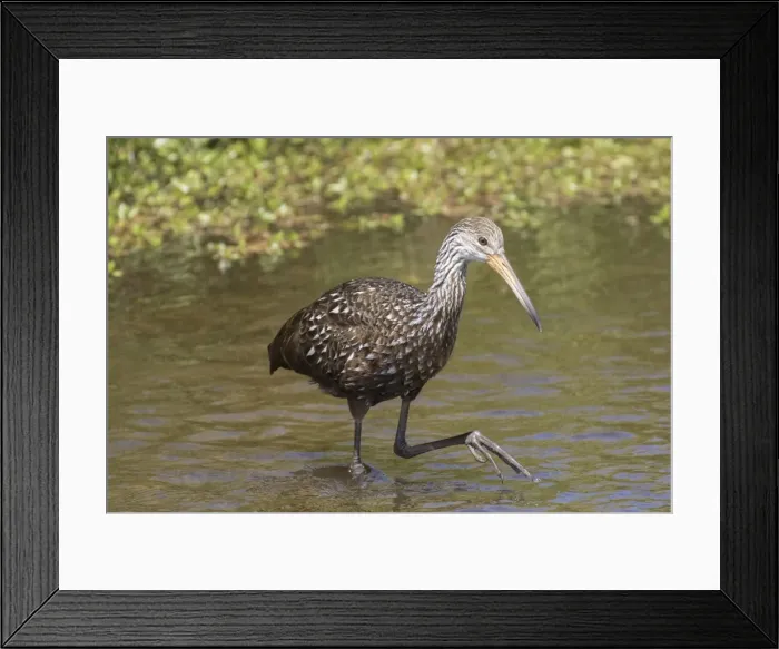 Framed Print : Picture No. 11980698 Framed Print : Picture No. 11980698