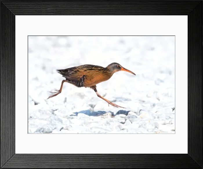 Framed Print : Picture No. 11980699