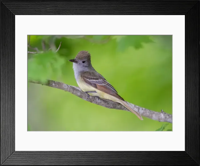 Framed Print : Picture No. 11980700 Framed Print : Picture No. 11980700