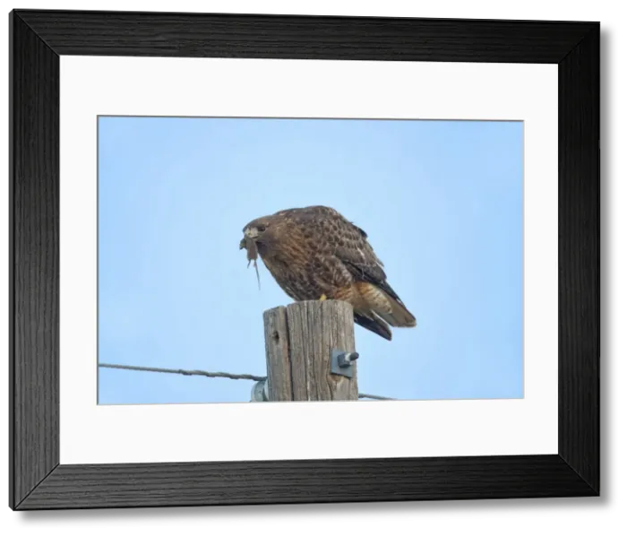 Framed Print : Picture No. 11980701 Framed Print : Picture No. 11980701