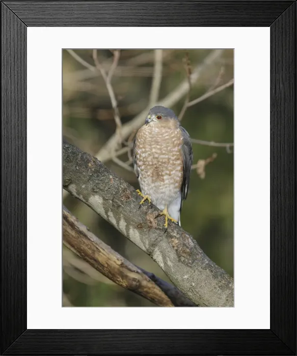 Framed Print : Picture No. 11980702 Framed Print : Picture No. 11980702