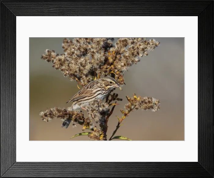 Framed Print : Picture No. 11980704 Framed Print : Picture No. 11980704